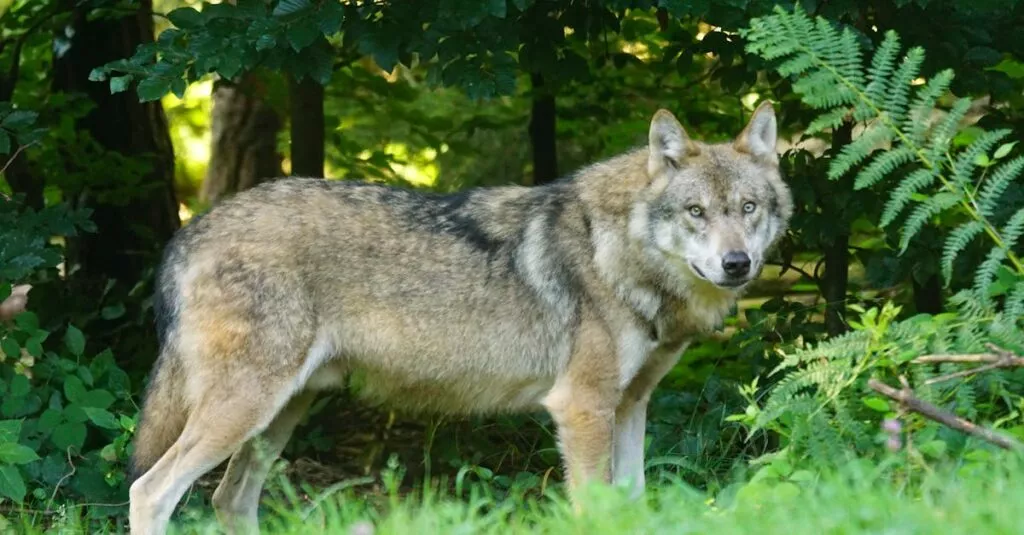 Downloaded Image143a56fd5d72