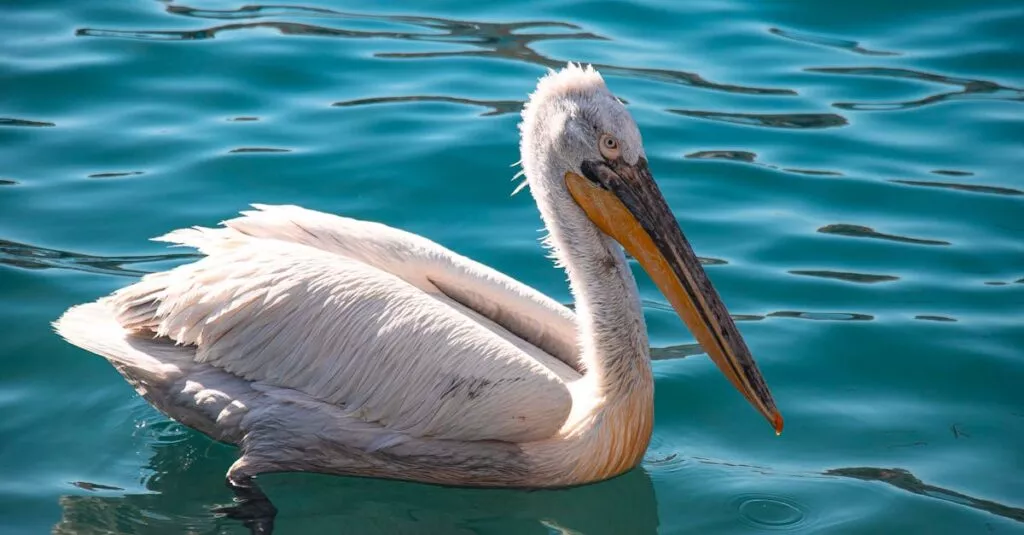 Downloaded Image14af4064e858