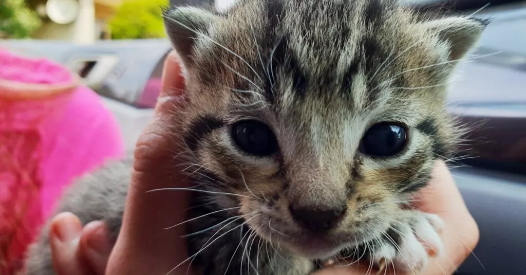 Downloaded Image178518fef26a