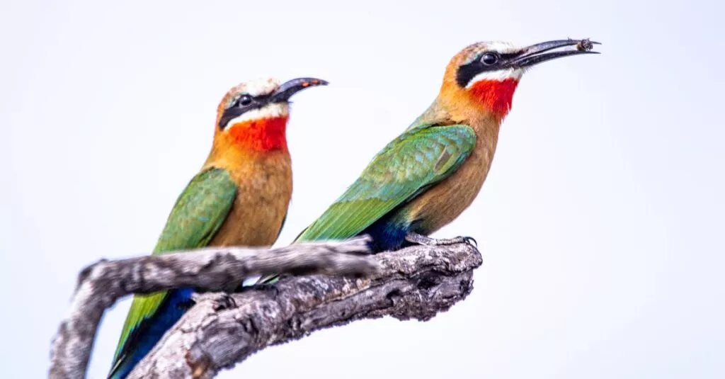 Downloaded Image24de10555fcc