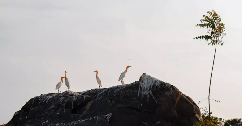 Downloaded Image24de148634a3