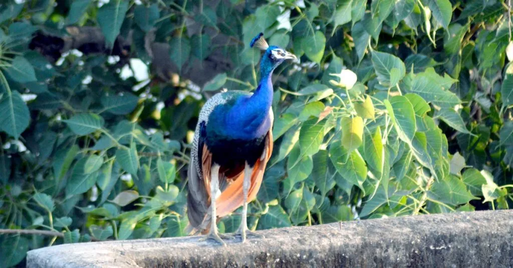 Downloaded Image2be1d2dd798