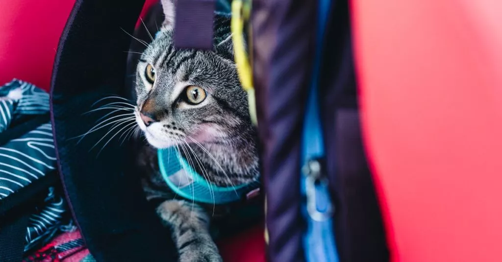 Downloaded Image32f0483f6e39