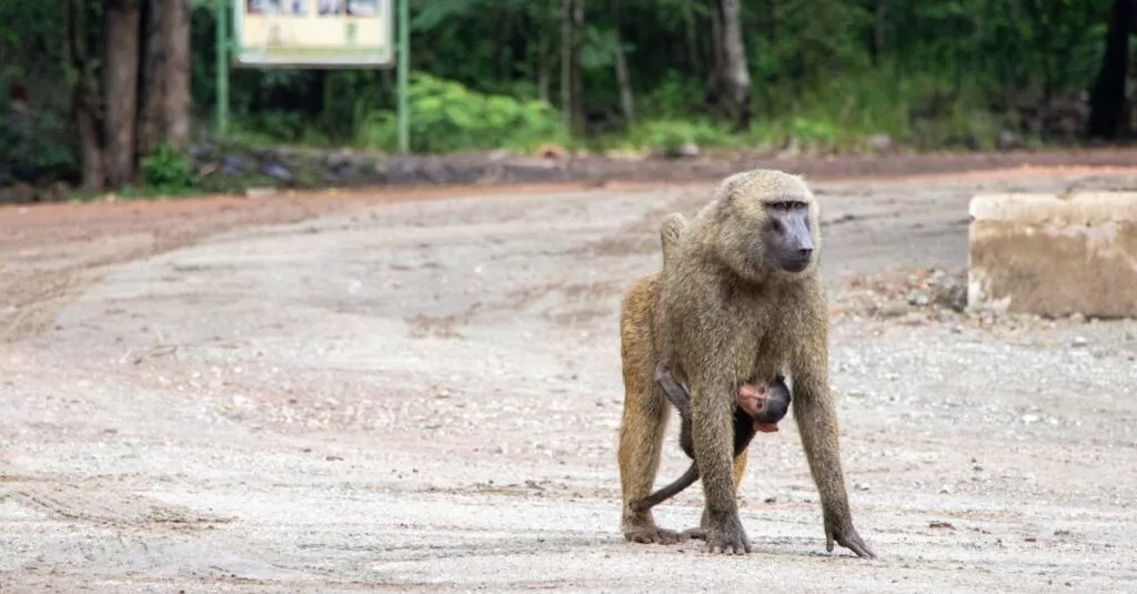 Downloaded Image32f051152648