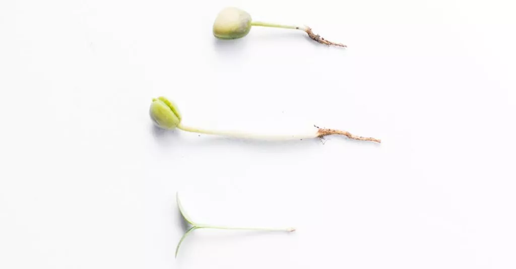 Downloaded Image33bf30a588c5