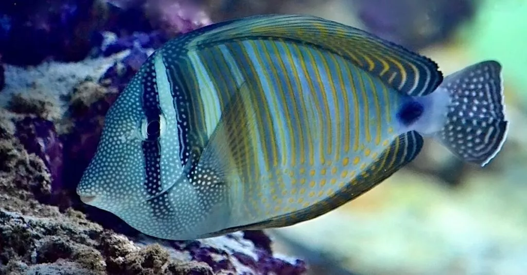 Downloaded Image3e2e40e3bced