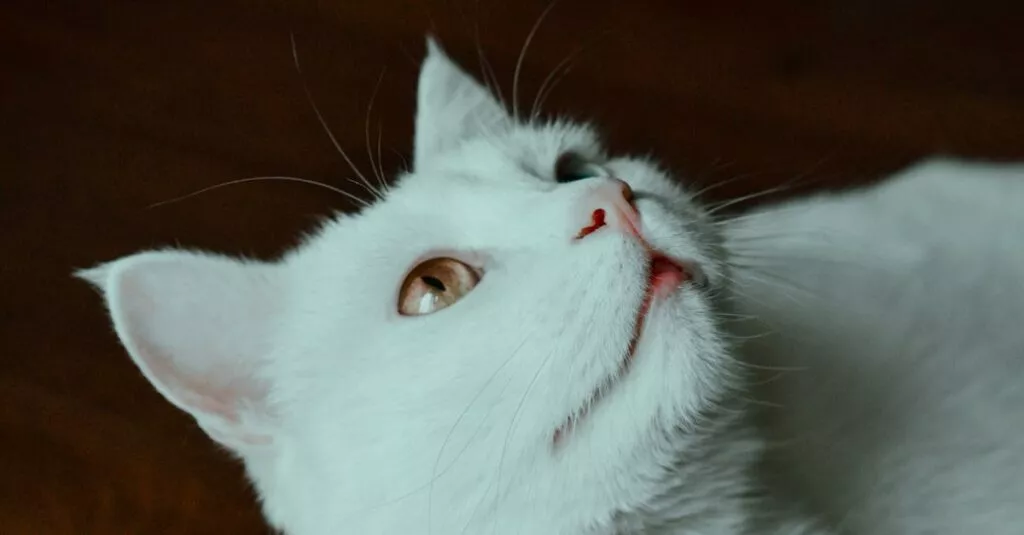 Downloaded Image46b42b238565