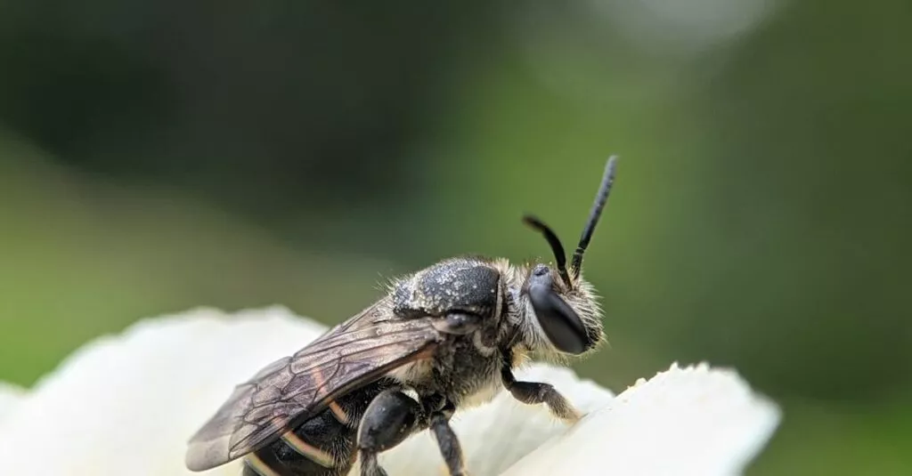 Downloaded Image511f2f39a7d7