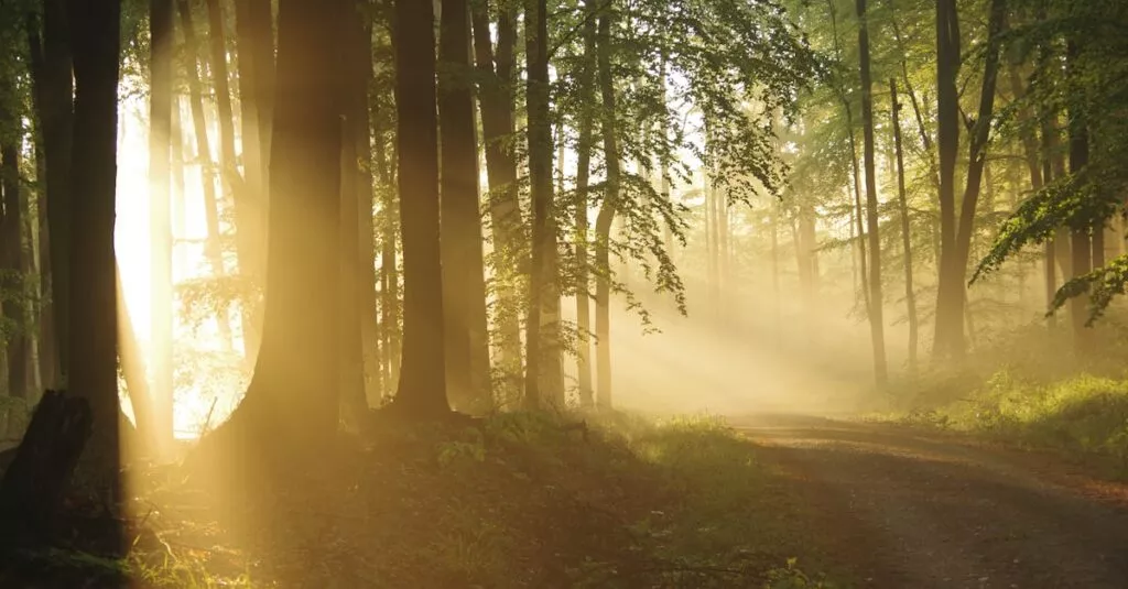 Downloaded Image511f38d0e4c3