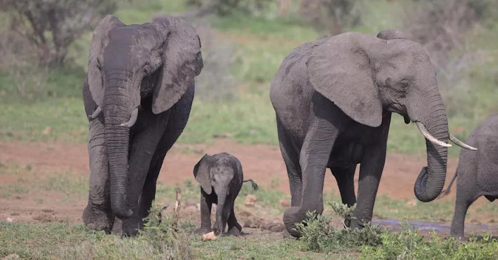 Downloaded Image511f3ae9dce9