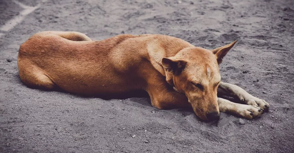 Downloaded Image511f67db1391