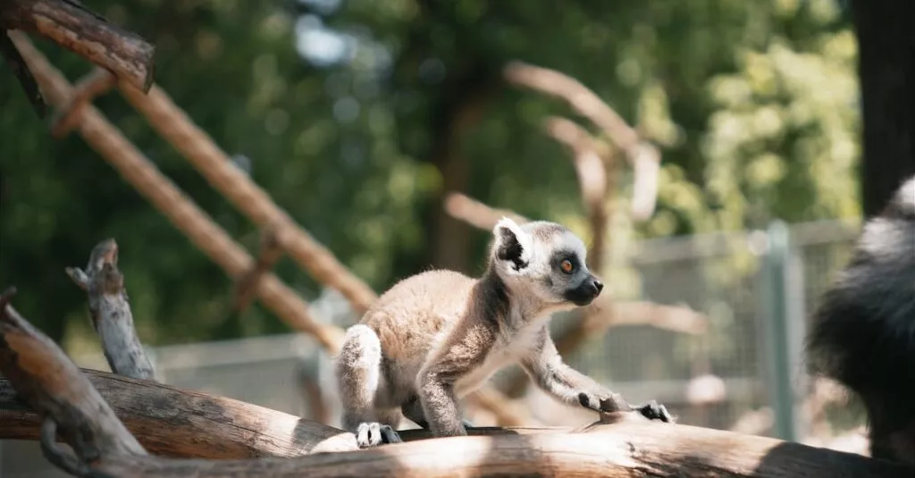 Downloaded Image56711b11c299