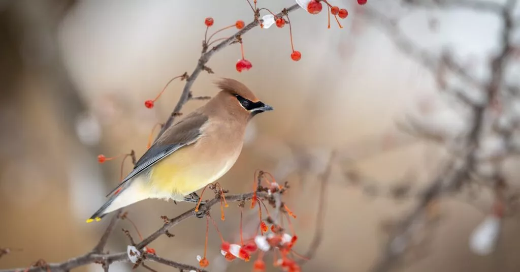 Downloaded Image5755a086dd4