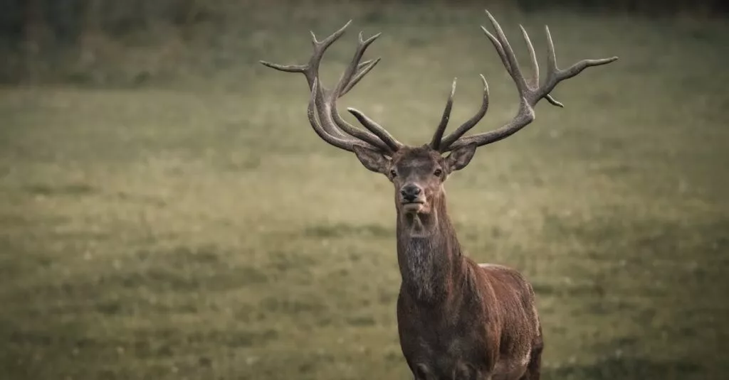 Downloaded Image6b1819b152