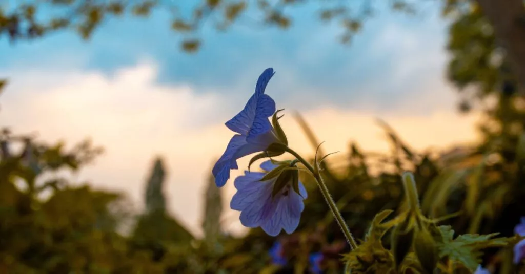 Downloaded Image6cfa6371faea