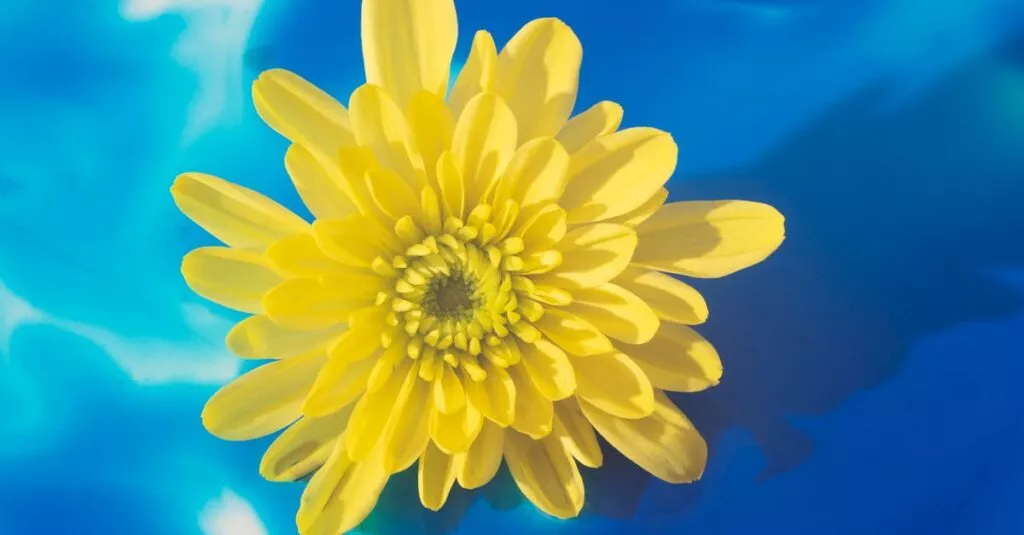 Downloaded Image7aa4d395742