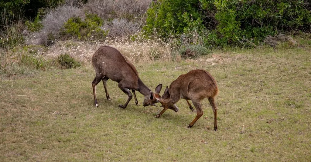 Downloaded Image7d81246fe396