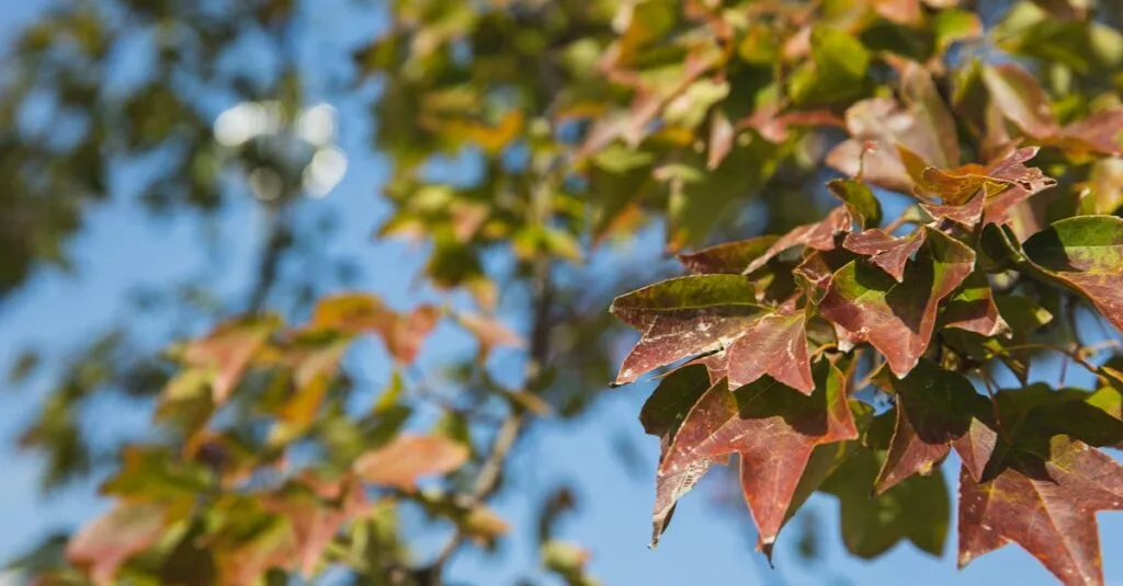 Downloaded Image7d813737651f