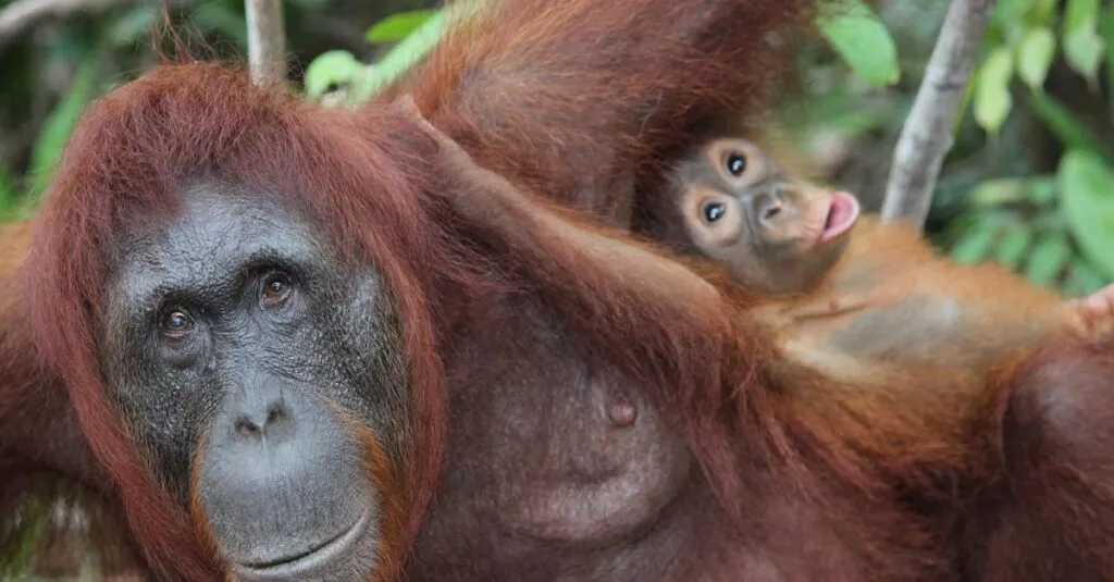 Downloaded Image7d813ea0e300