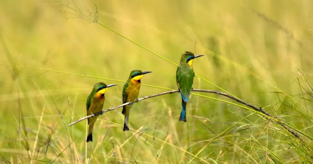 Downloaded Imagea4a23286472