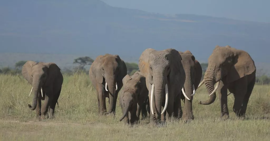 Downloaded Imagea4a2d569a49