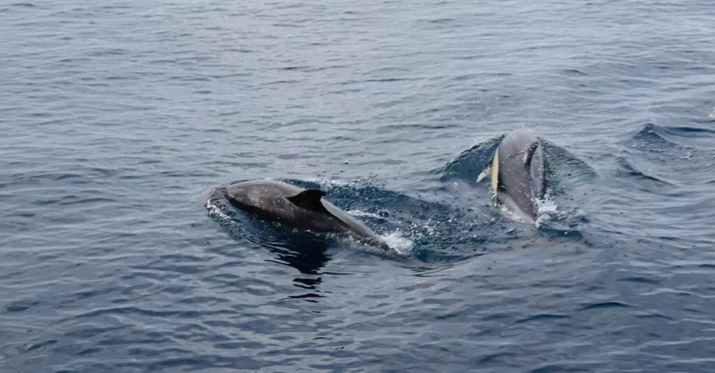 Downloaded Imagea4a7756ddb1