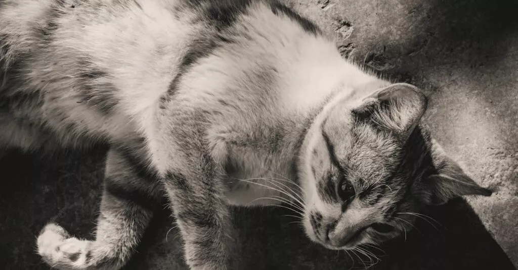 Downloaded Imagedbd30cad5fa