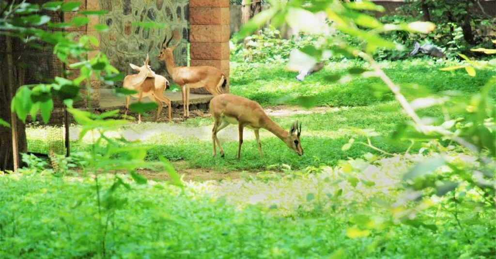 Downloaded Image3ee439338709