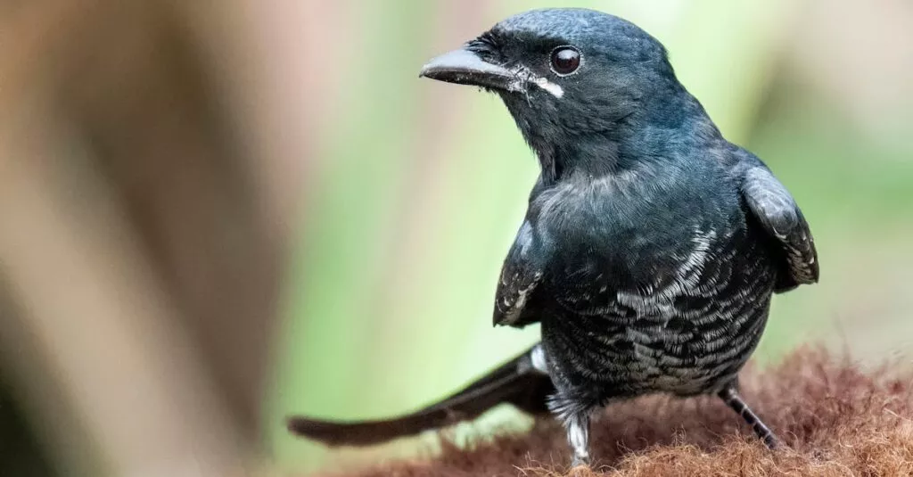 Downloaded Image5499725f0dbc