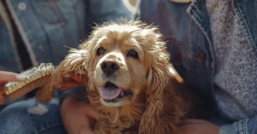 Downloaded Image6380533273f5