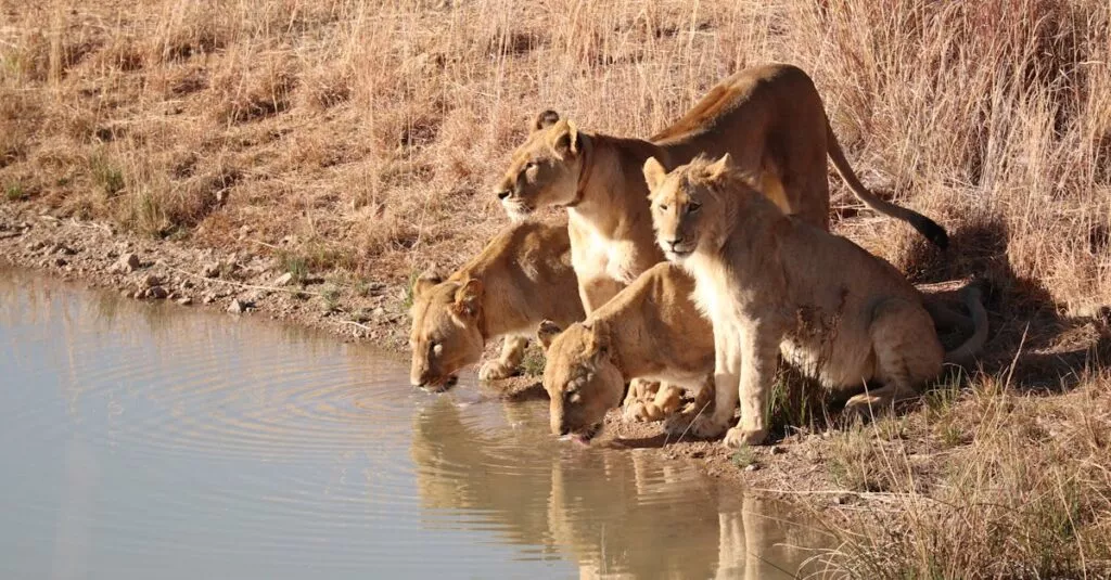 Downloaded Image71f2296b0c69