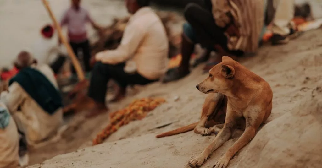 Downloaded Image7c451e596238