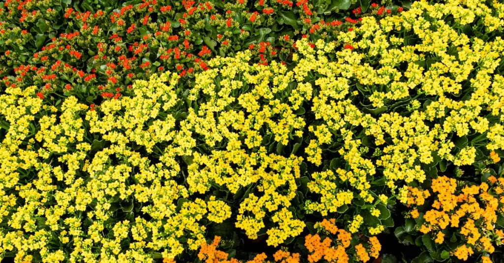 Downloaded Imageedd463d4062