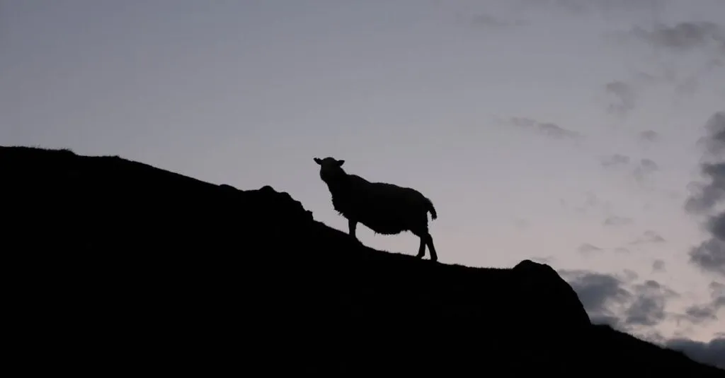 Downloaded Image18819ef88e9