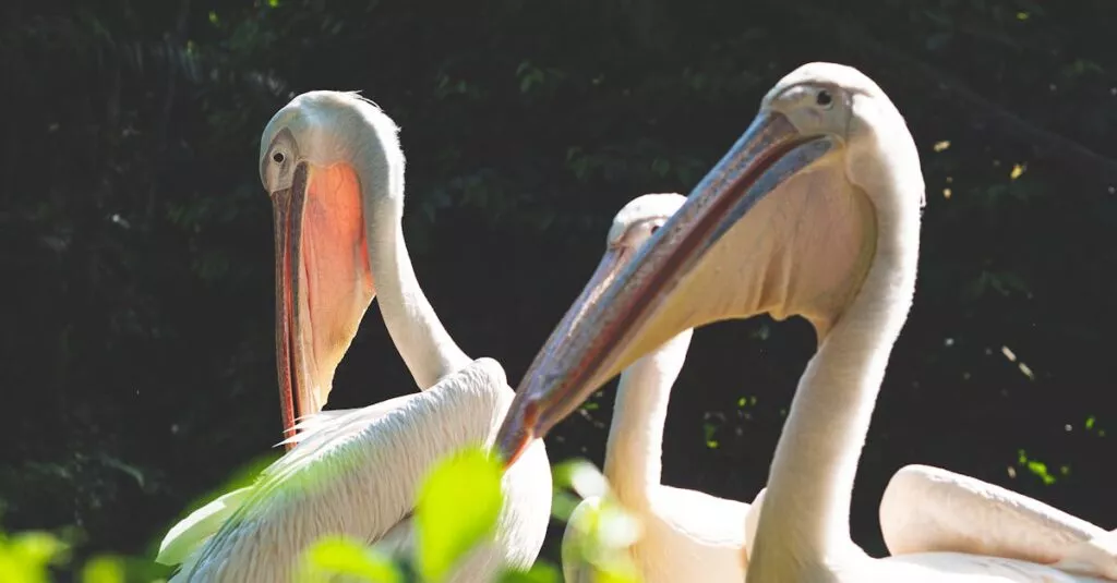 Downloaded Image2c43706dd186