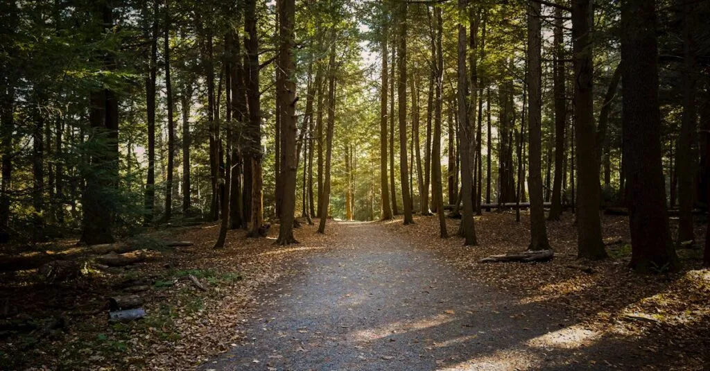 Downloaded Image38c0507fd6df