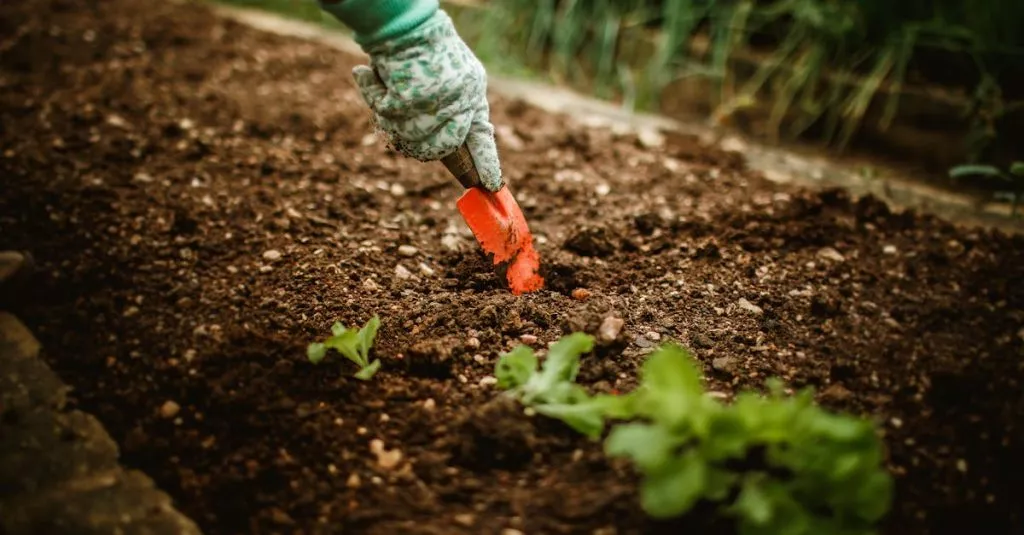 Downloaded Image4613352d6ebf