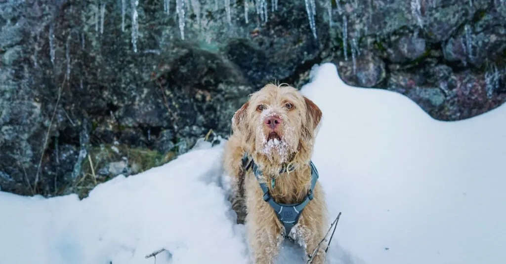 Downloaded Image64a14a0c9629