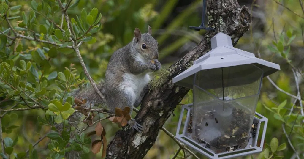 Downloaded Image18876824799d