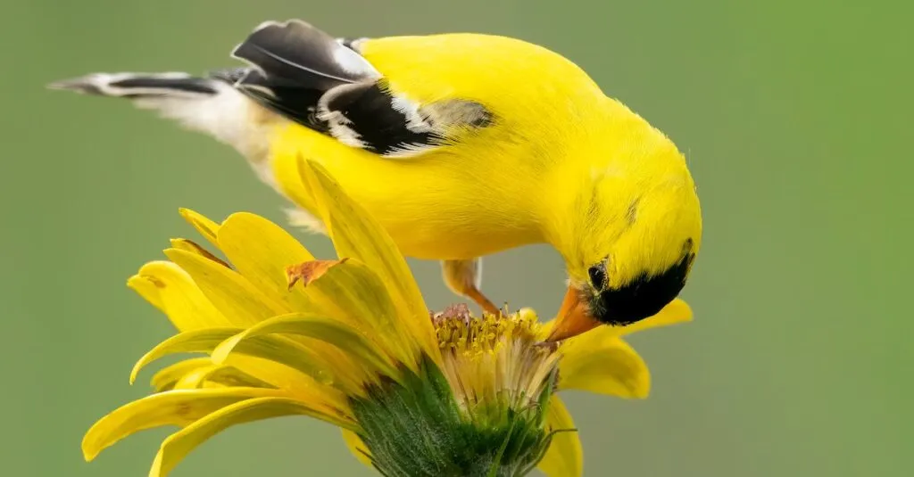 Downloaded Image190135e726ef