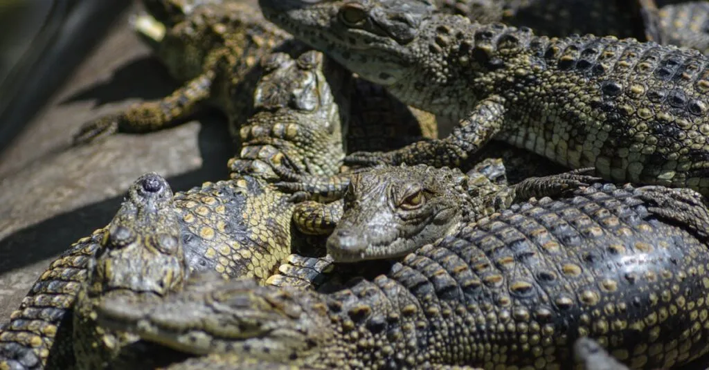 Downloaded Image1a092c97901d