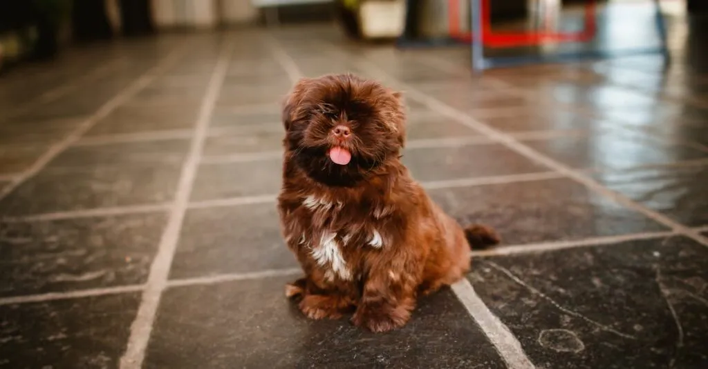 Downloaded Image2df65aab3aa4