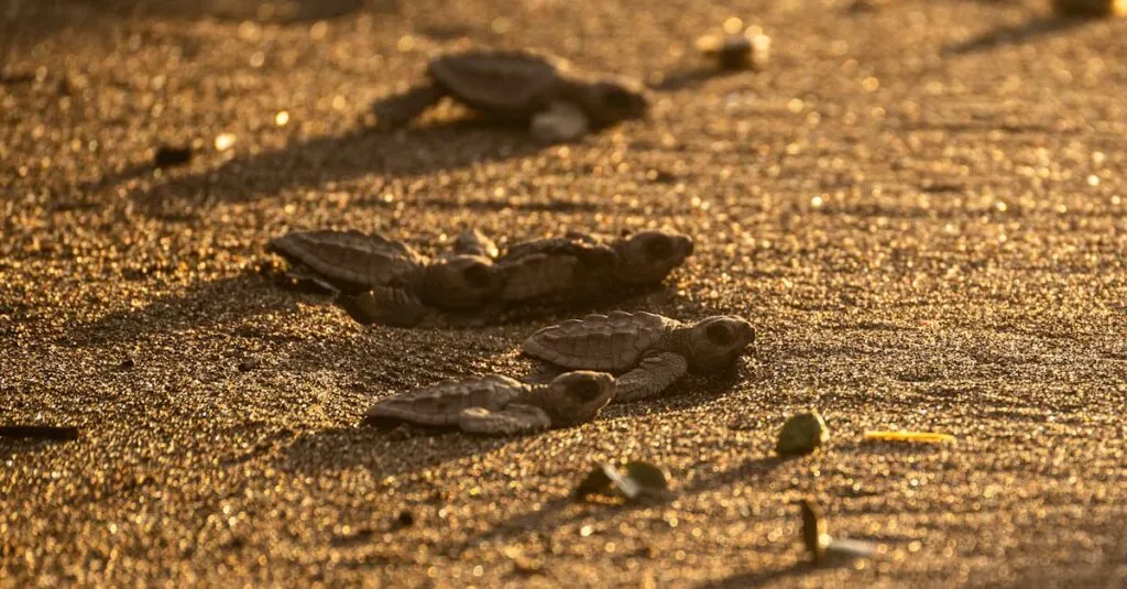 Downloaded Image56af24bc8d7c