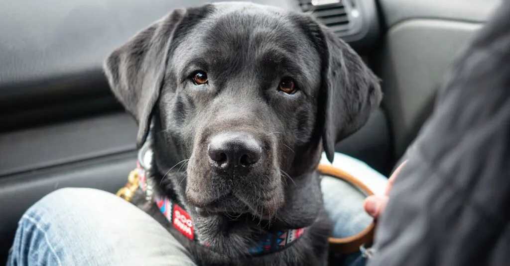 Downloaded Image75f01dde62a7