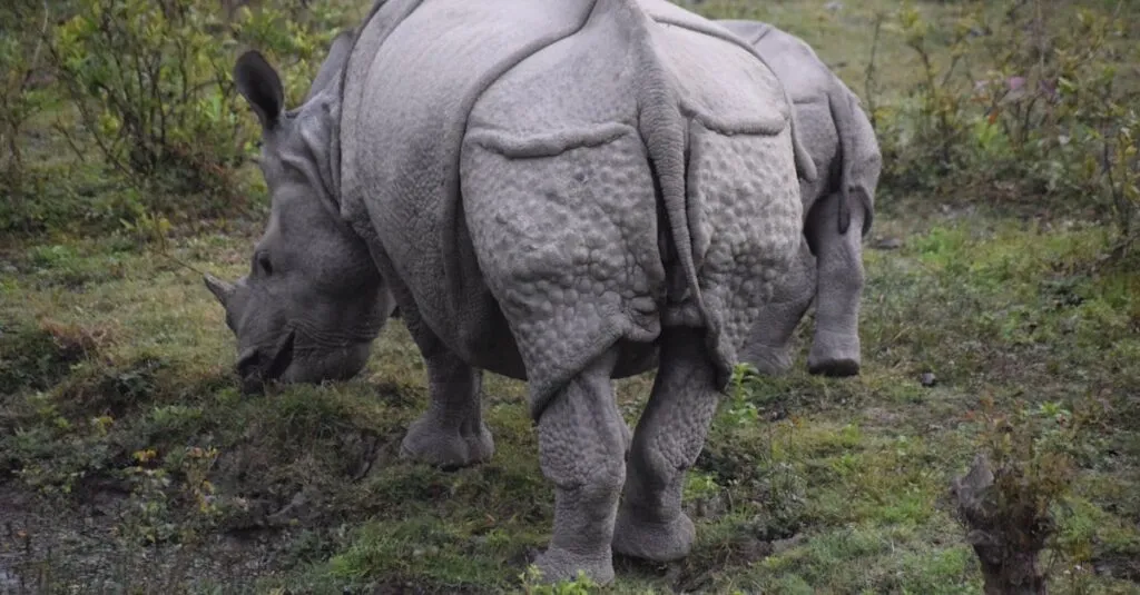 Downloaded Image4996577291a3