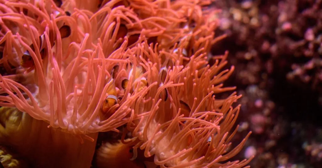 Downloaded Image5fafbbfd569