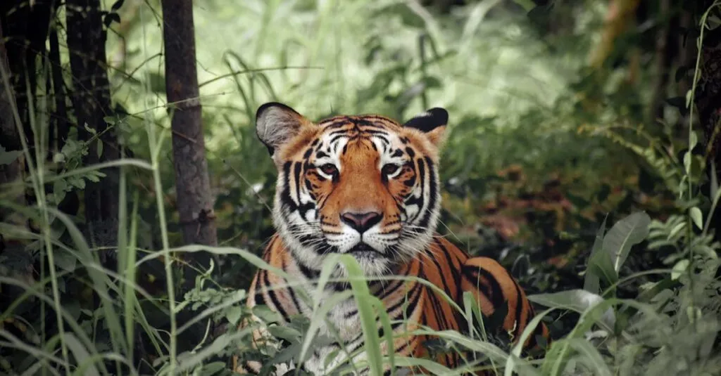 Downloaded Image565330e810ee